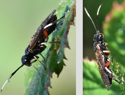 Réf. 311 623 : Apethymus serotinus